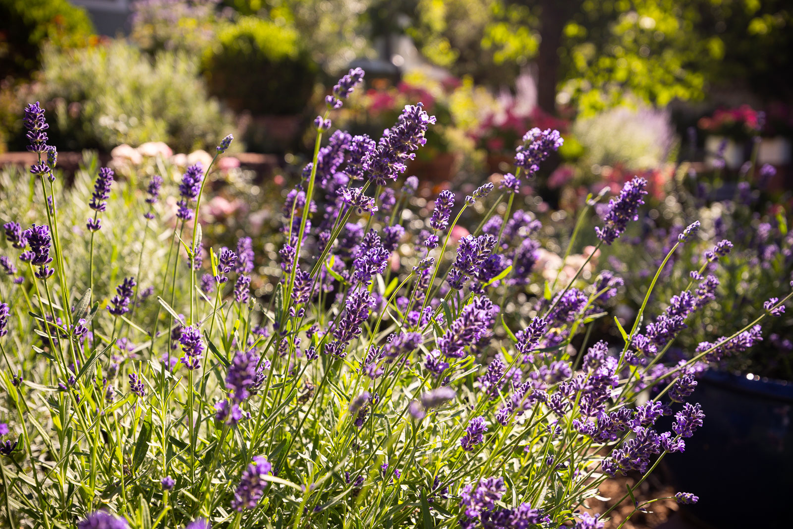 Landscape Products ラグ(リン) Landscape Products ラグ(リン) Landscape Products ラグ(リン